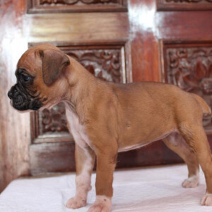 Create Ecommerce store In Simple 4 Steps