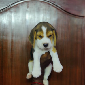 Create Ecommerce store In Simple 4 Steps