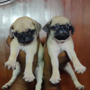 Create Ecommerce store In Simple 4 Steps